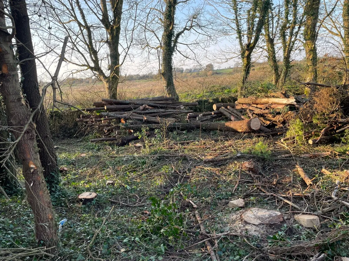 Free firewood logs - Image 1