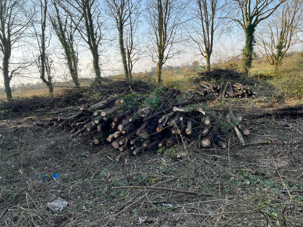 Free firewood logs - Image 2