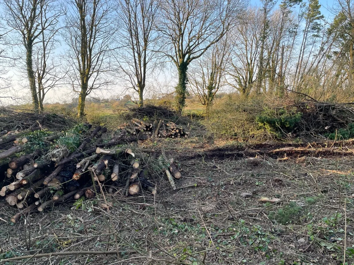 Free firewood logs - Image 3