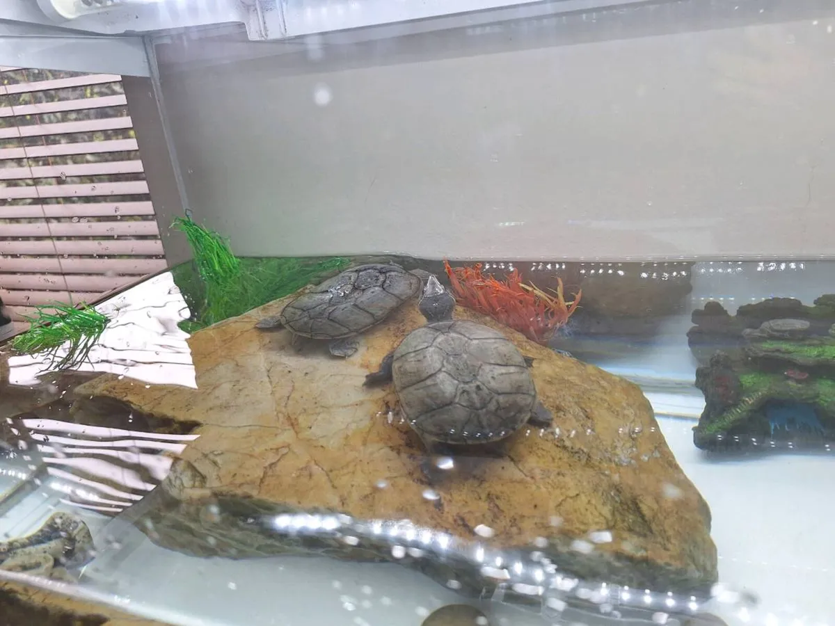 Aquarium with 2 Turtles + All Decorations Included - Image 4