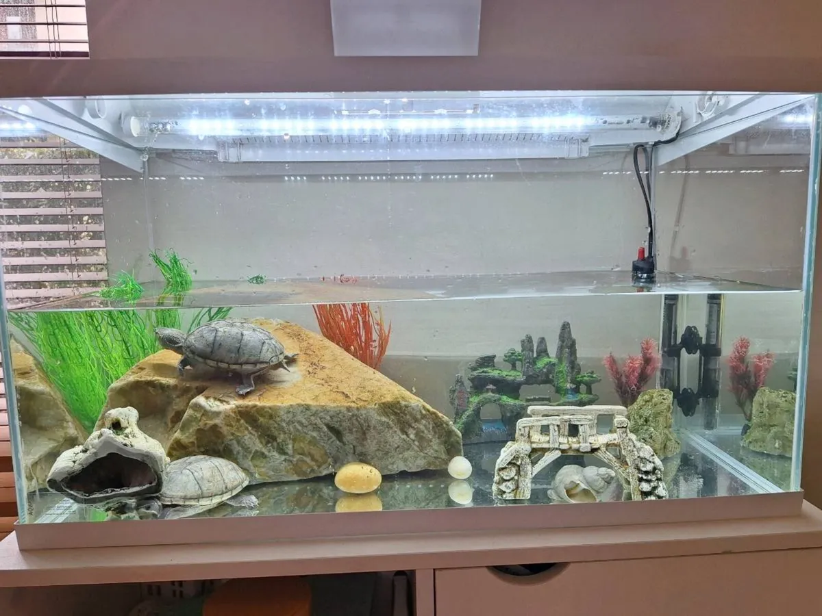 Aquarium with 2 Turtles + All Decorations Included - Image 1
