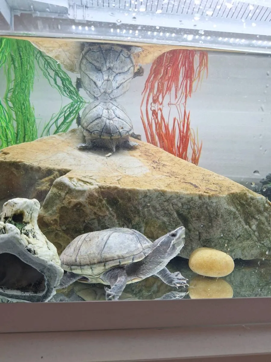 Aquarium with 2 Turtles + All Decorations Included - Image 2