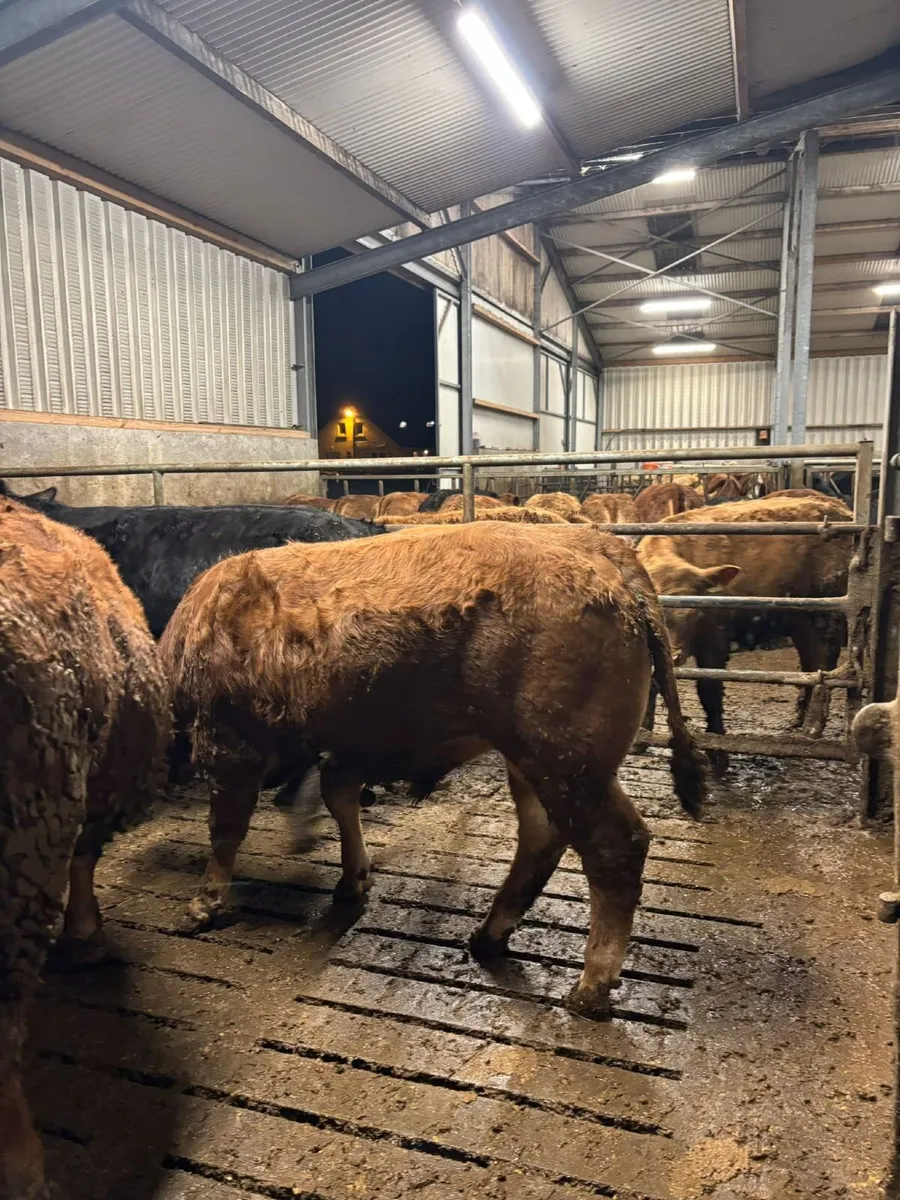 Limousin bull weanlings - Image 4