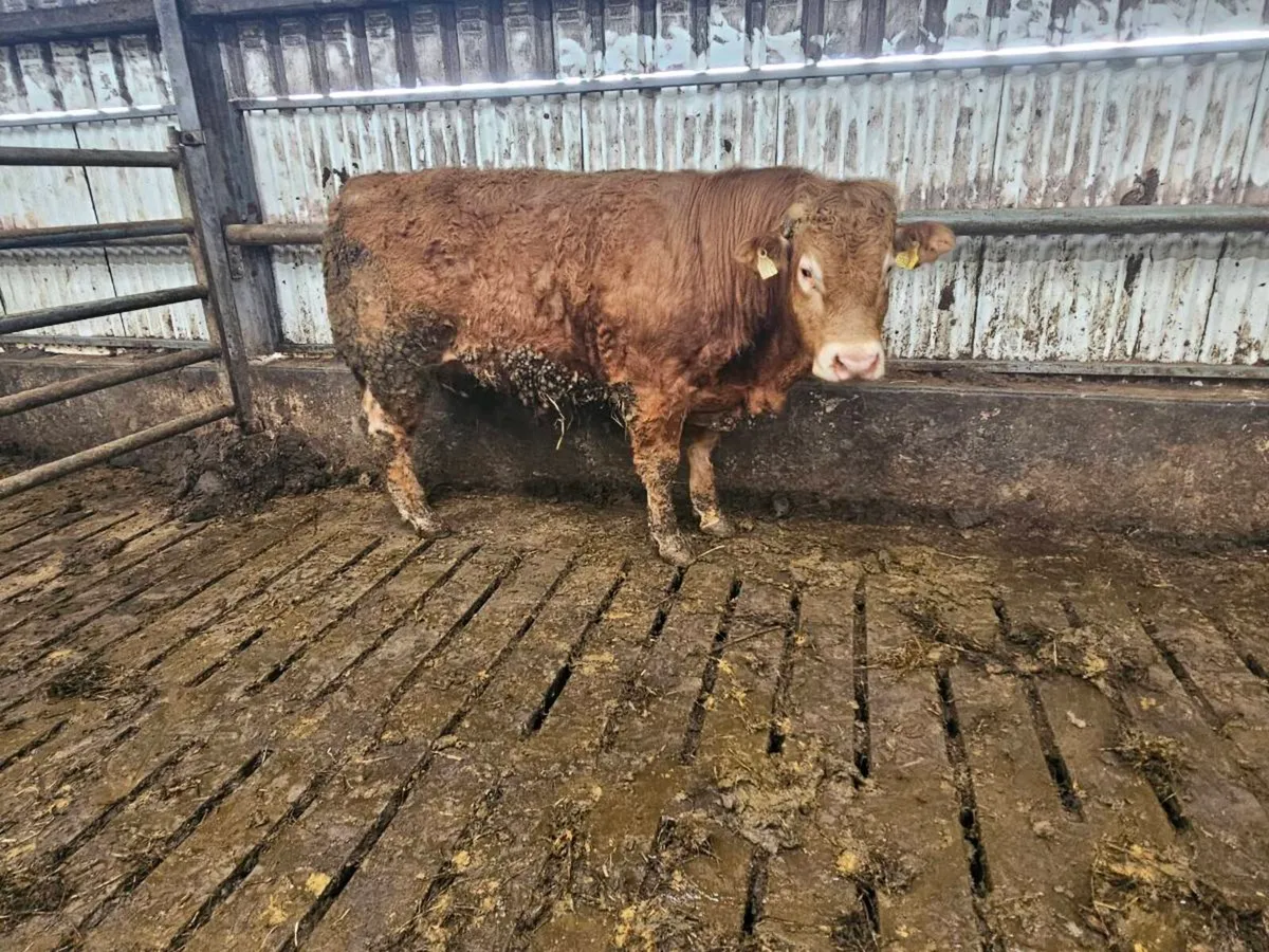 Limousin Bulls for sale - Image 1