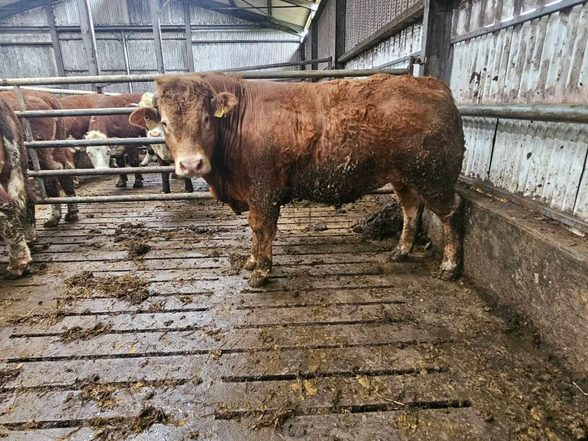 Limousin Bulls for sale - Image 2