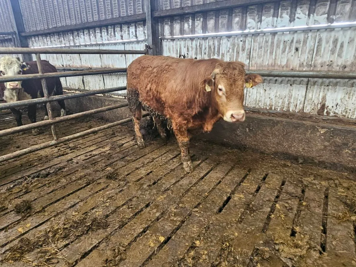 Limousin Bulls for sale - Image 3