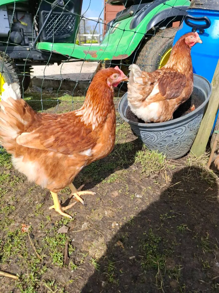 Isa browns last few remaining - Image 1