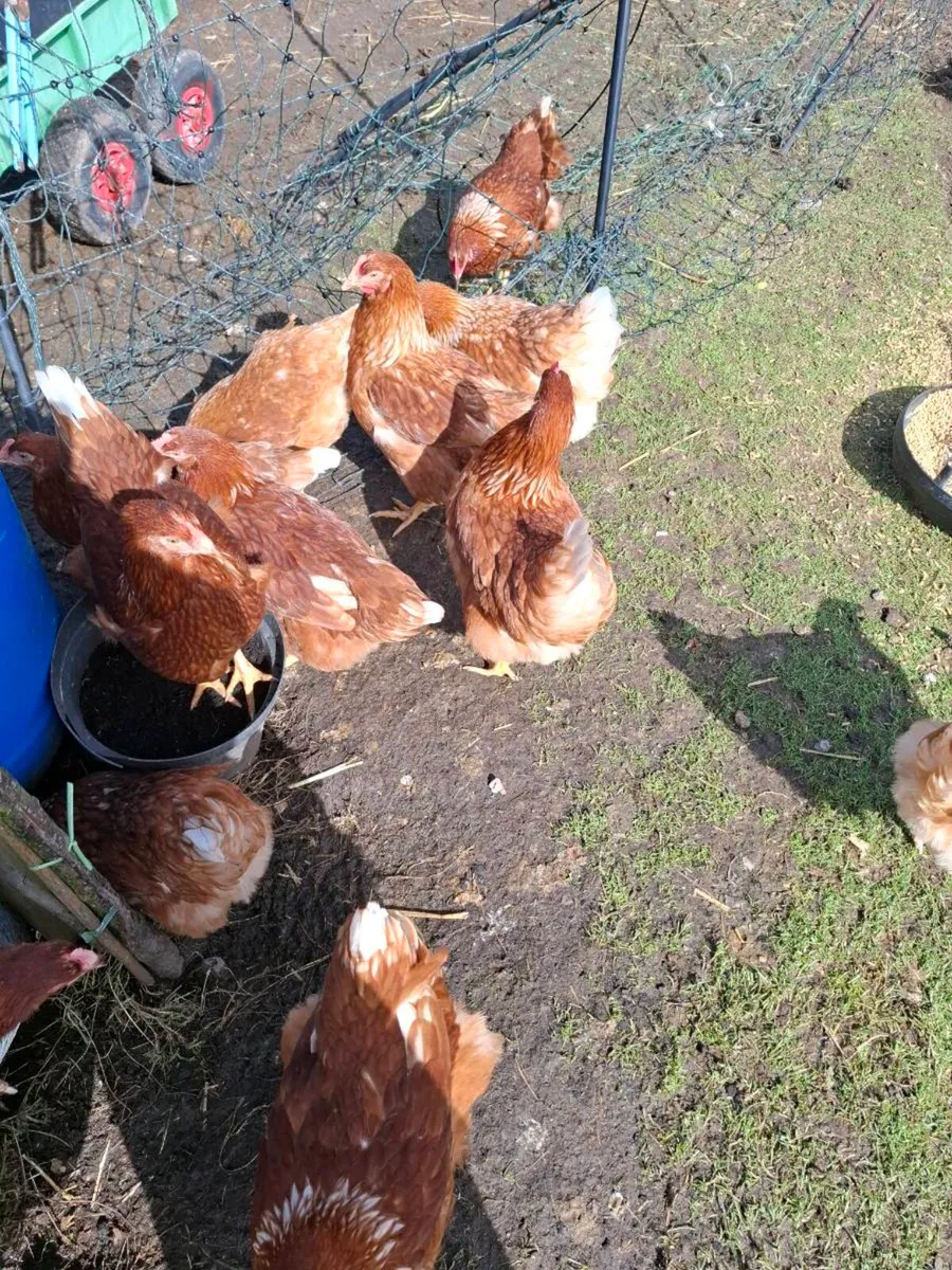 Isa browns last few remaining - Image 2