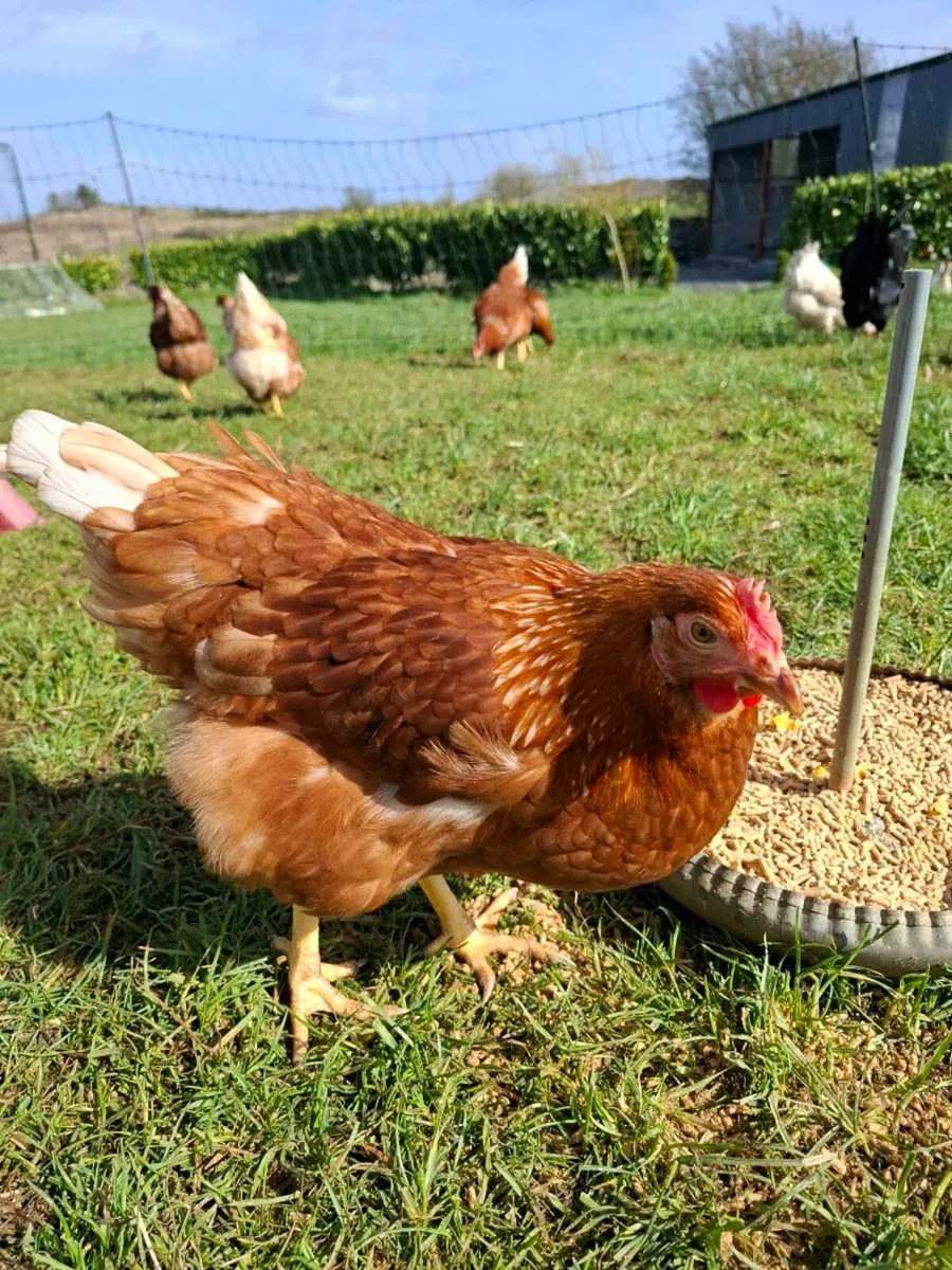 Isa browns last few remaining - Image 3