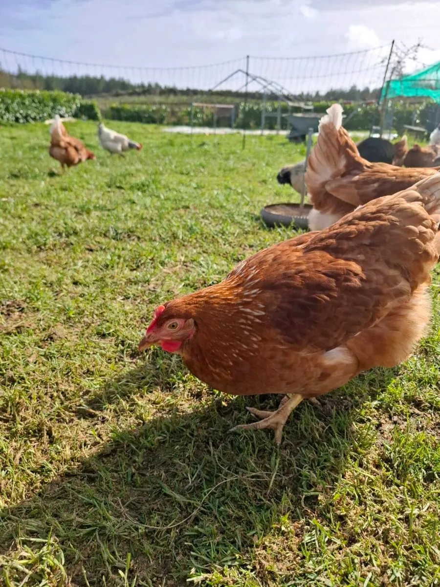 Isa browns last few remaining - Image 4