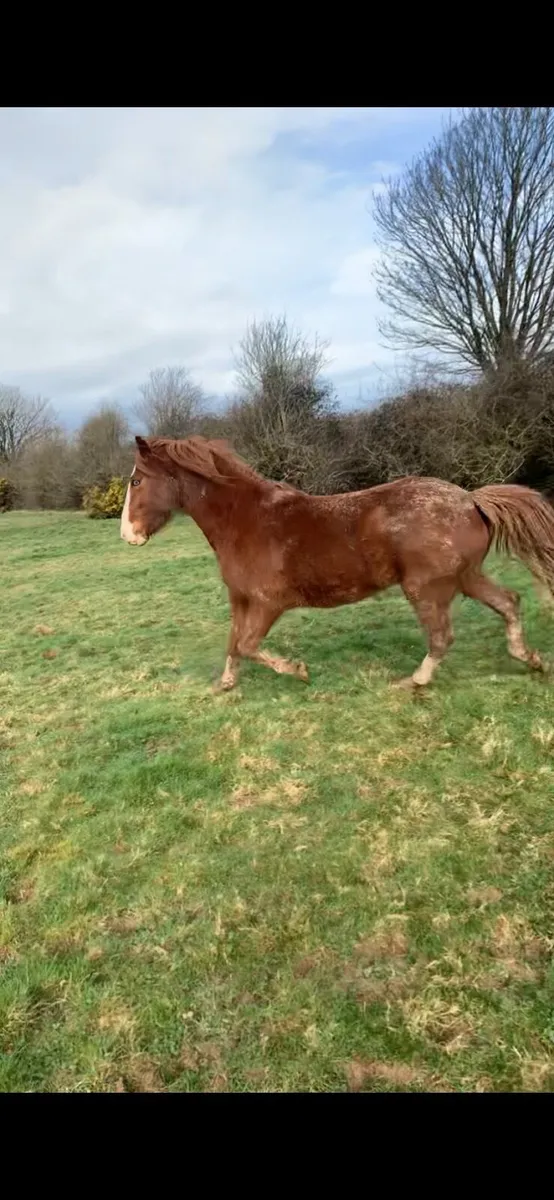 4 year old gelding - Image 2