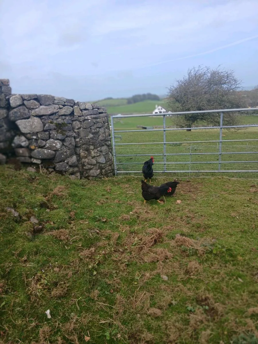 Gold laced   Barnvelder - Image 1