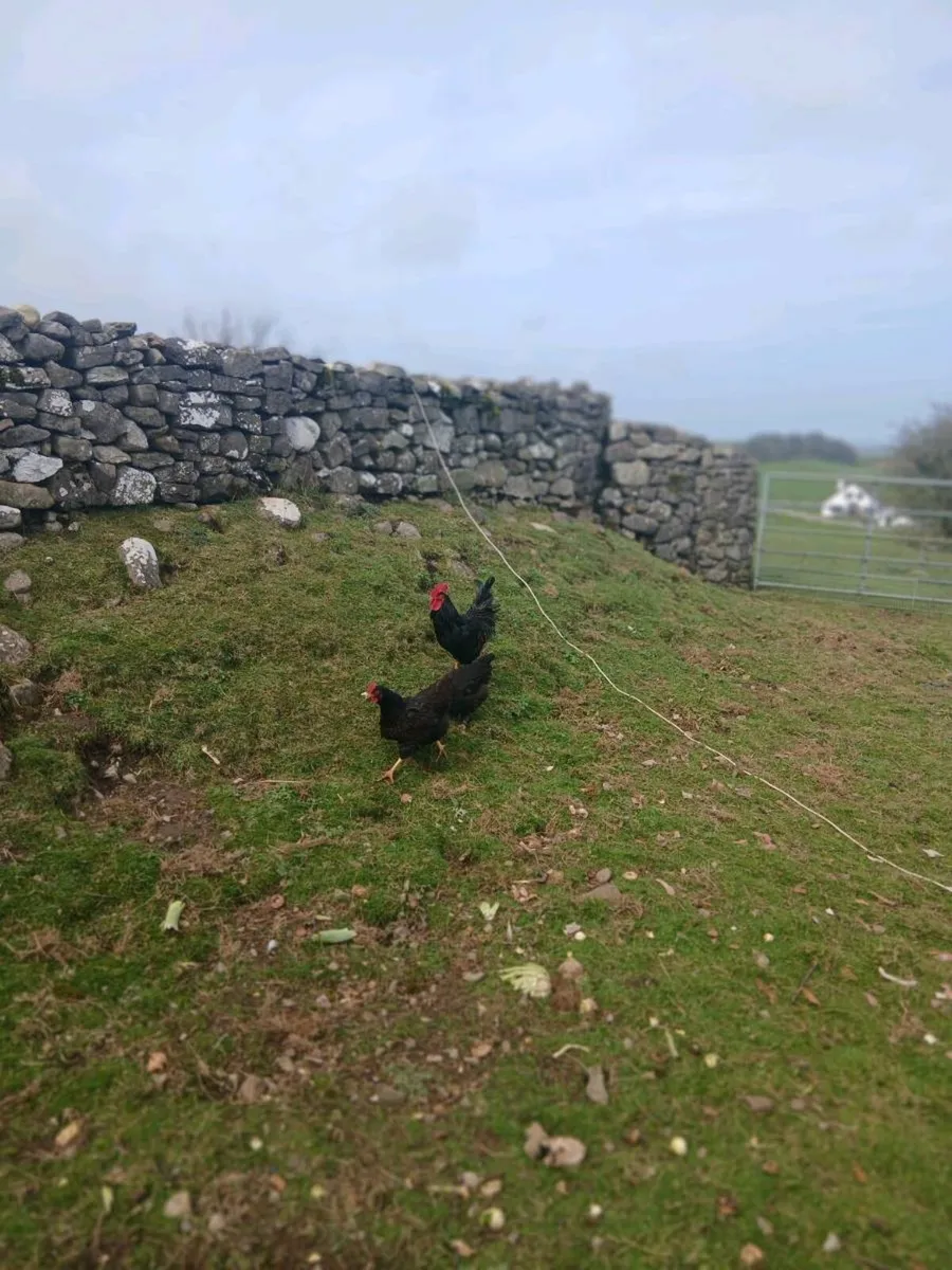 Gold laced   Barnvelder - Image 2