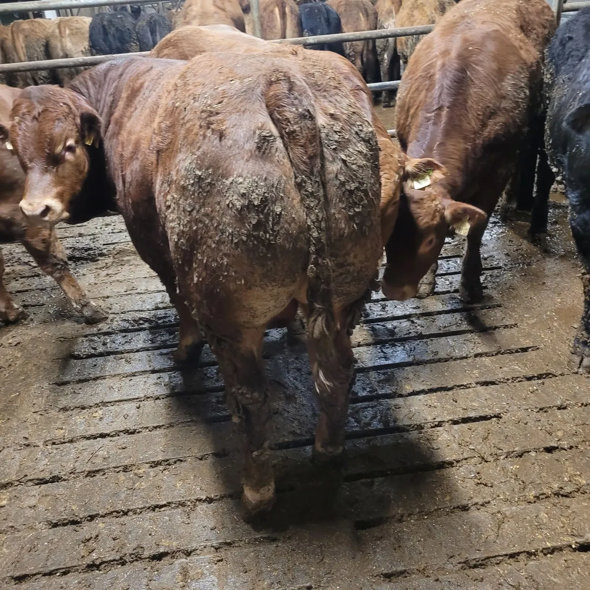 Limousin bull weanlings - Image 2