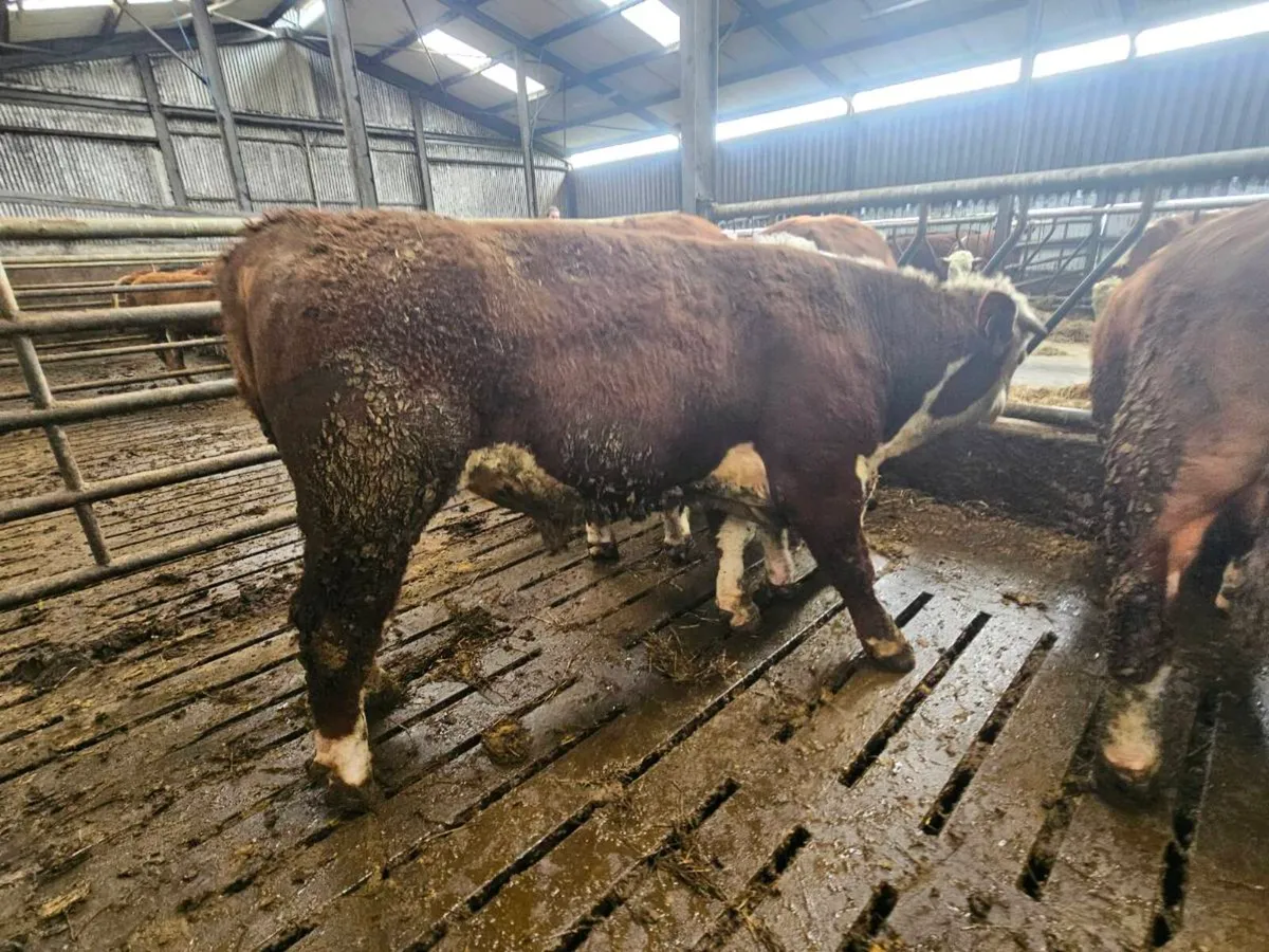 Hereford Bulls for sale - Image 3