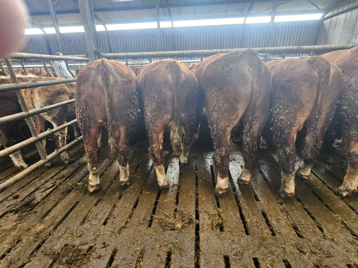 Hereford Bulls for sale - Image 4