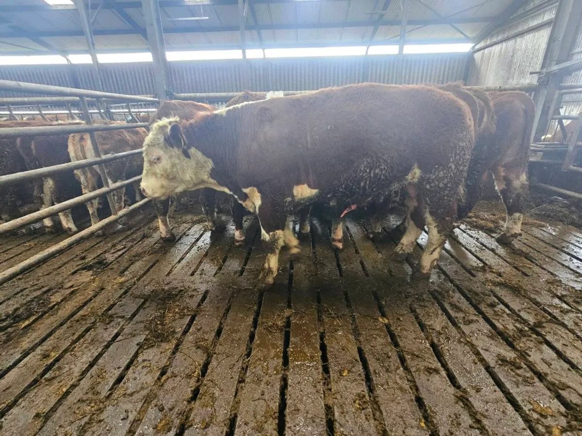 Hereford Bulls for sale - Image 1