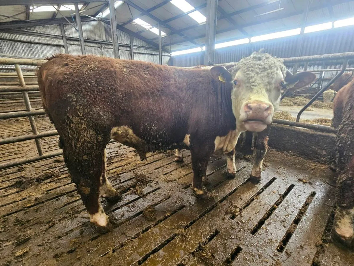 Hereford Bulls for sale - Image 2