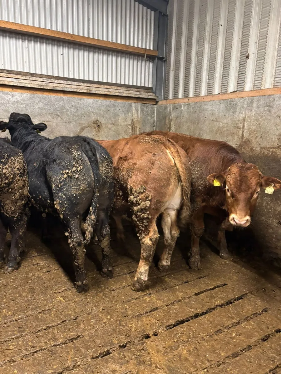 Limousin bull weanlings - Image 1