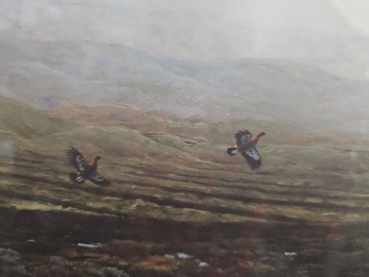 Red Grouse Print Limited Edition by Julian Friers - Image 4