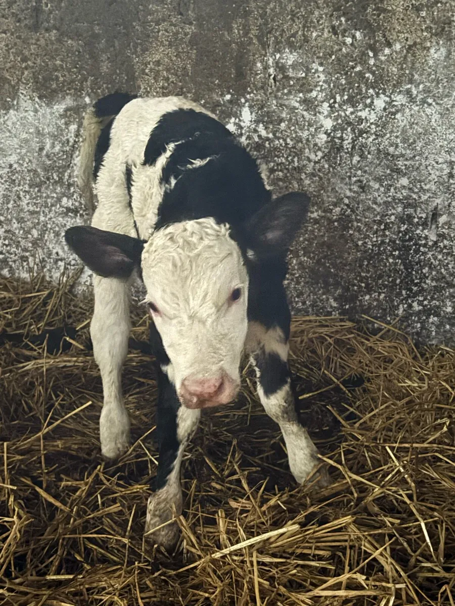 2 PB Registered Fleckvieh Simmental bulls - Image 3
