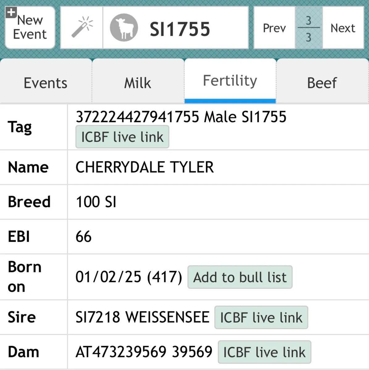 2 PB Registered Fleckvieh Simmental bulls - Image 4