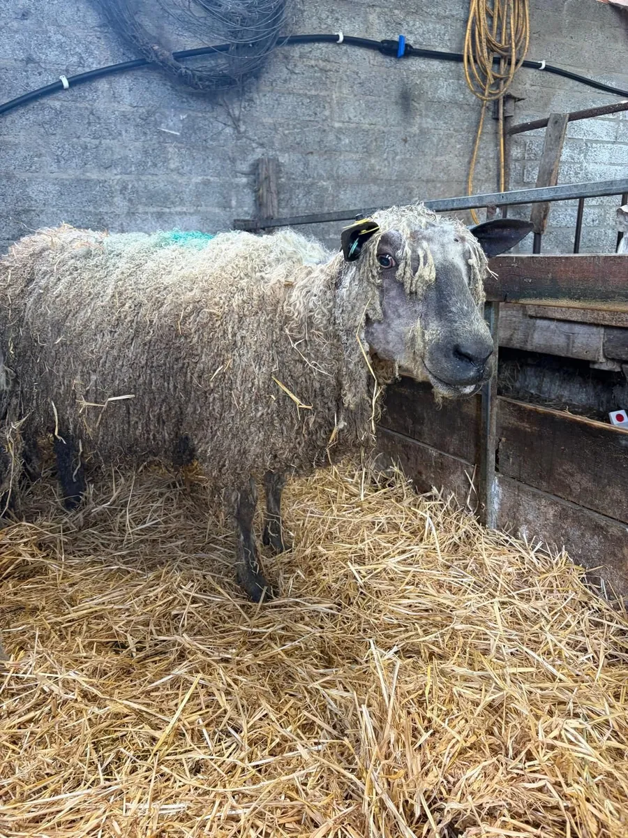 Wensleydale ewes with lambs at foot - Image 1
