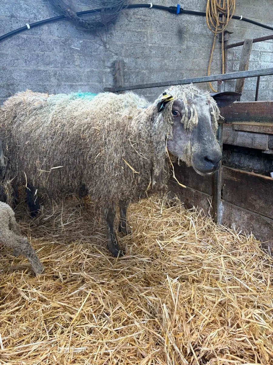Wensleydale ewes with lambs at foot - Image 2