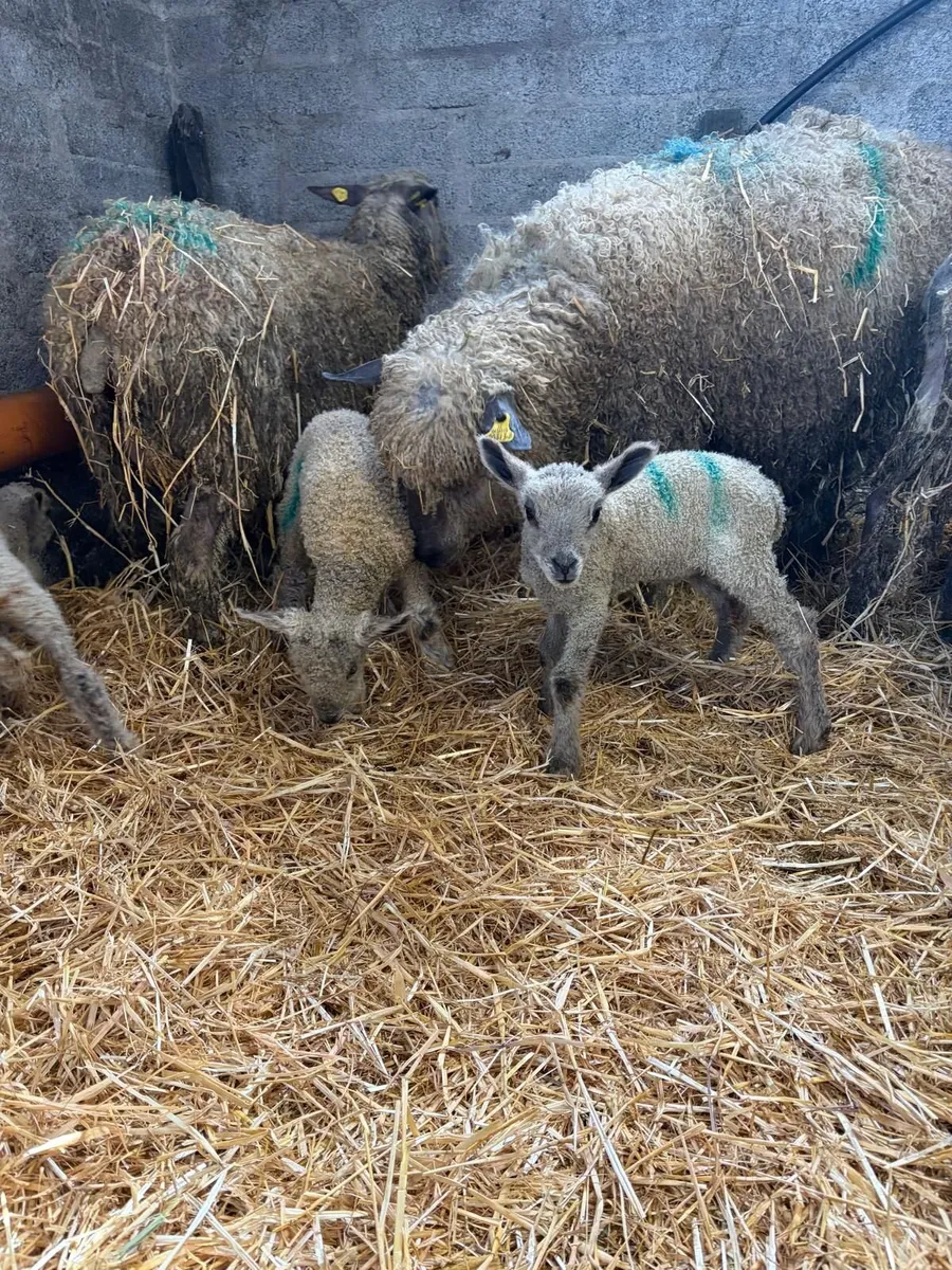 Wensleydale ewes with lambs at foot - Image 3