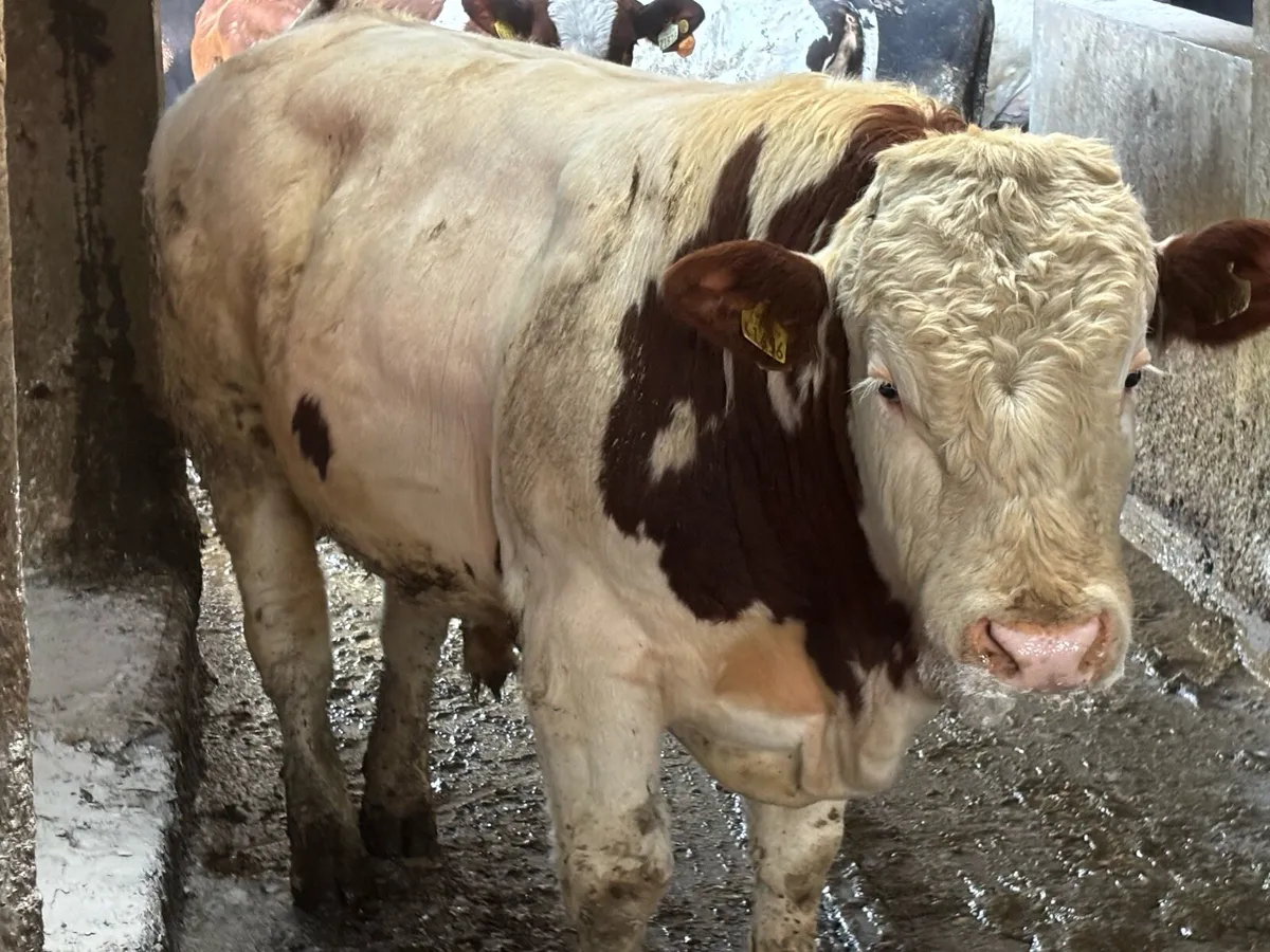 2 PB Registered Fleckvieh Simmental bulls - Image 1