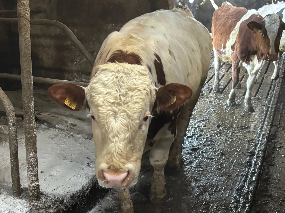 2 PB Registered Fleckvieh Simmental bulls - Image 2