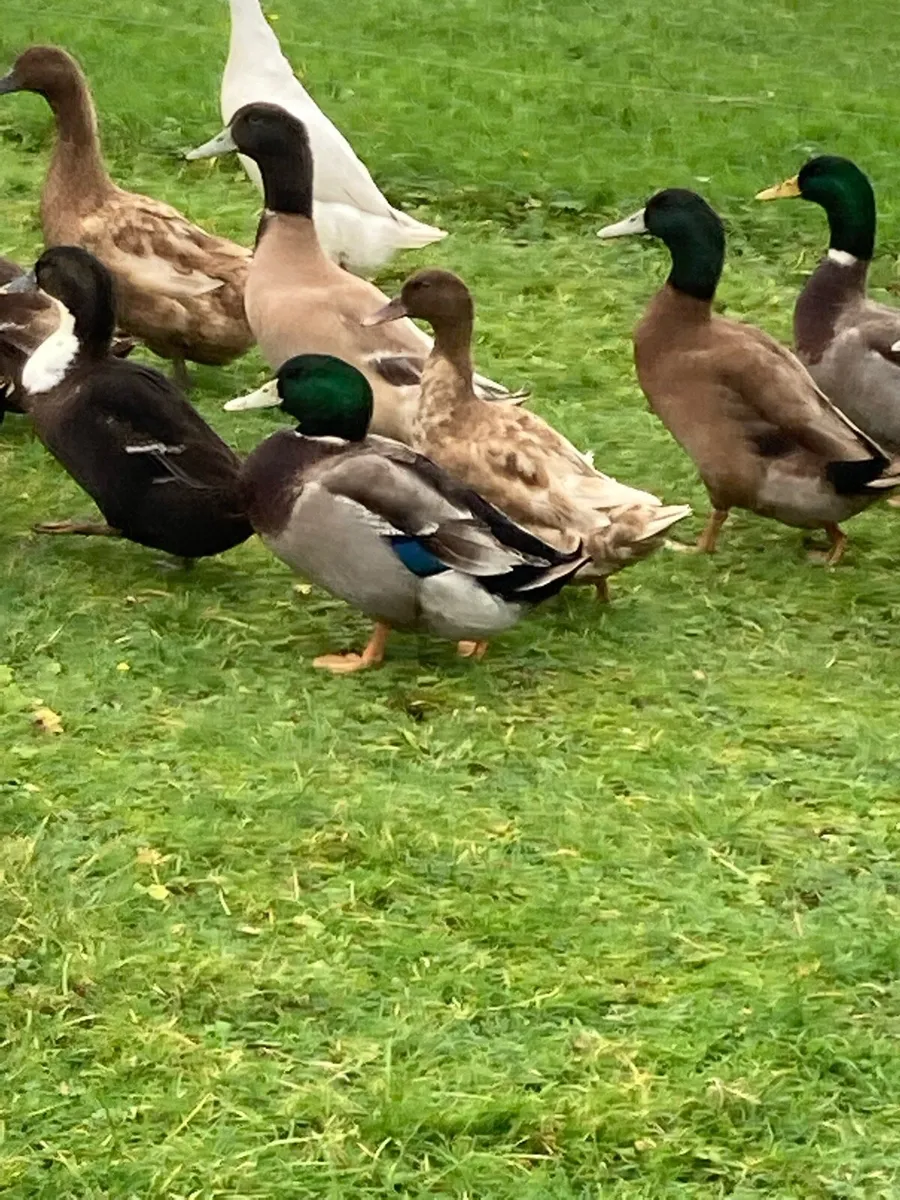 Duckeggs and laying ducks! - Image 2