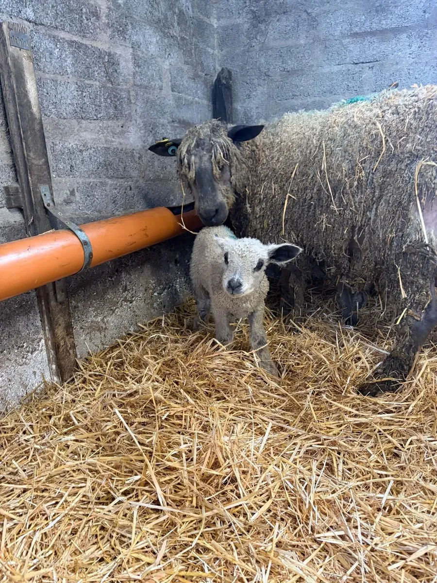 Wensleydale ewes with lambs at foot - Image 4