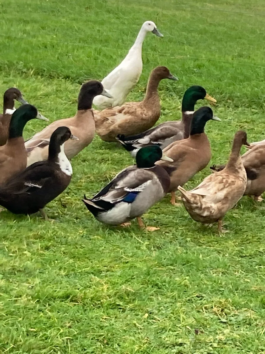 Duckeggs and laying ducks! - Image 3