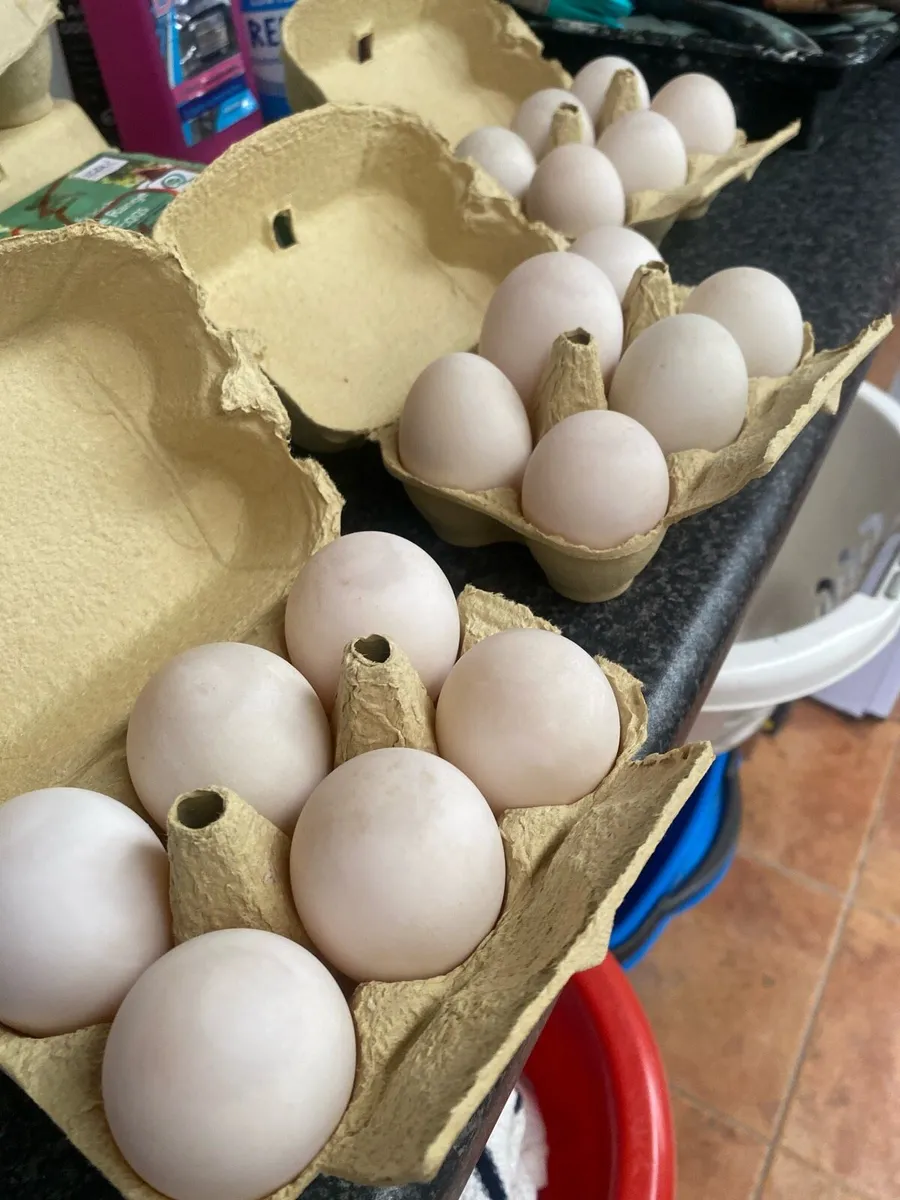 Duckeggs and laying ducks! - Image 1