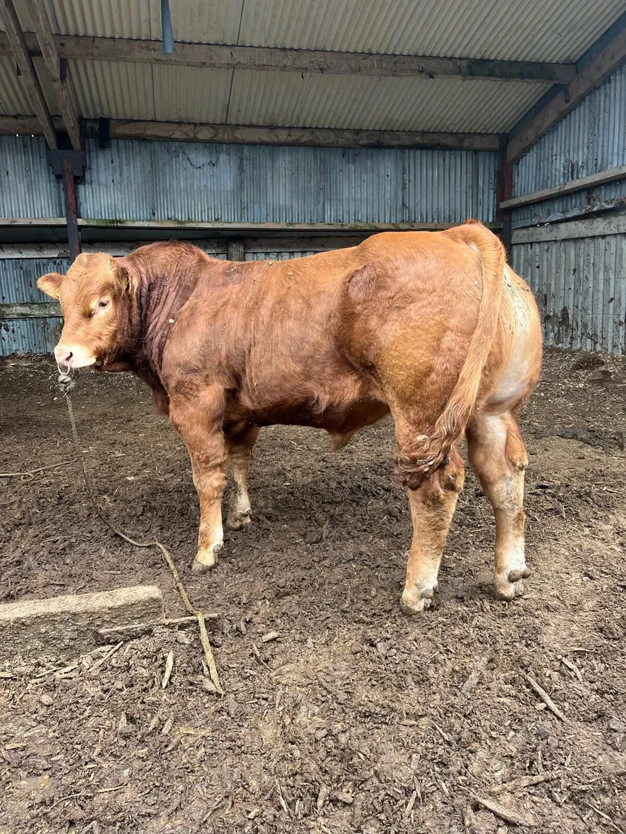 Pedigree Limousin bull for sale easy calving - Image 1