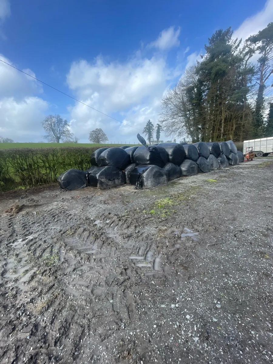 1st cut silage - Image 1