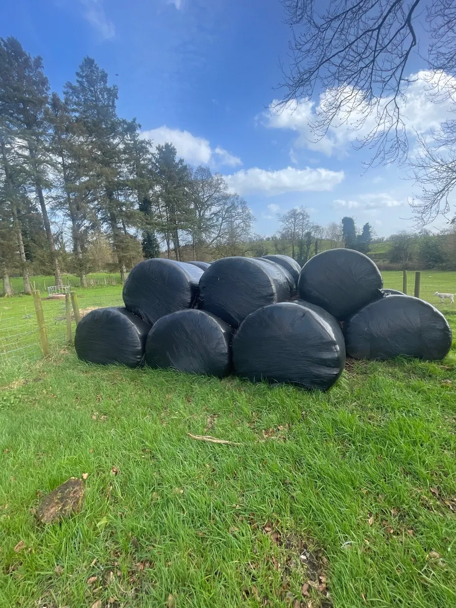 1st cut silage - Image 3