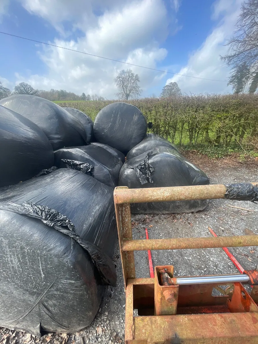 1st cut silage - Image 4
