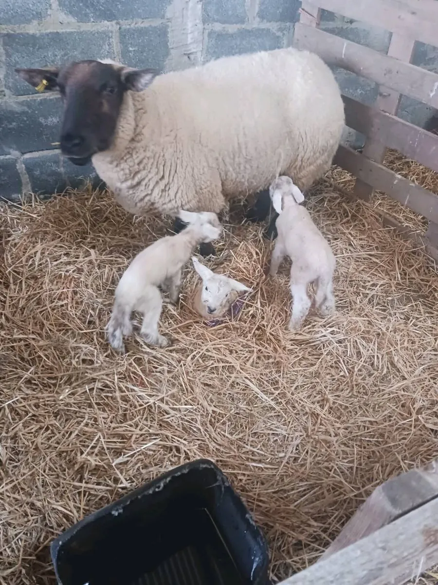 Pet lambs for sale 20 euros - Image 1