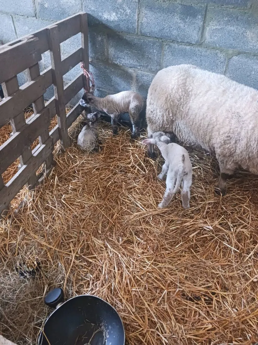 Pet lambs for sale 20 euros - Image 2