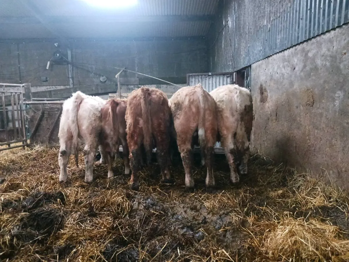 Organic cattle - Image 1