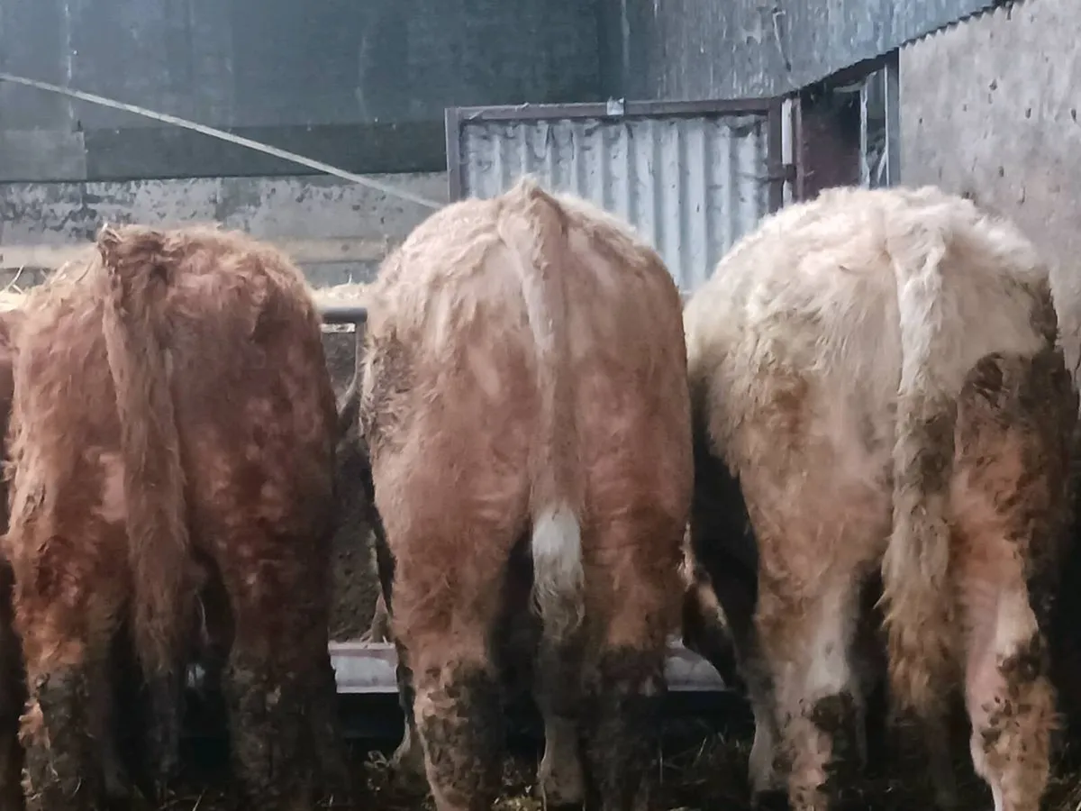 Organic cattle - Image 2