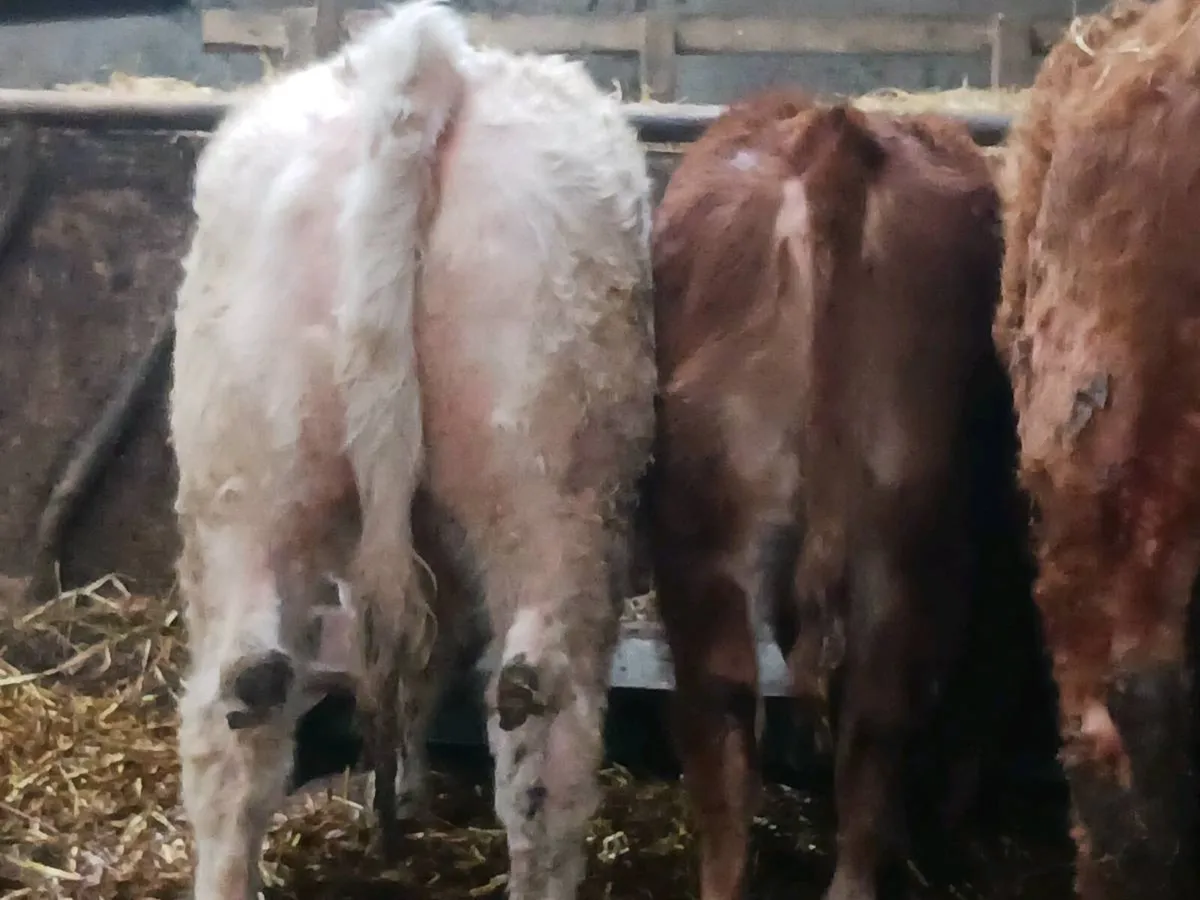 Organic cattle - Image 3