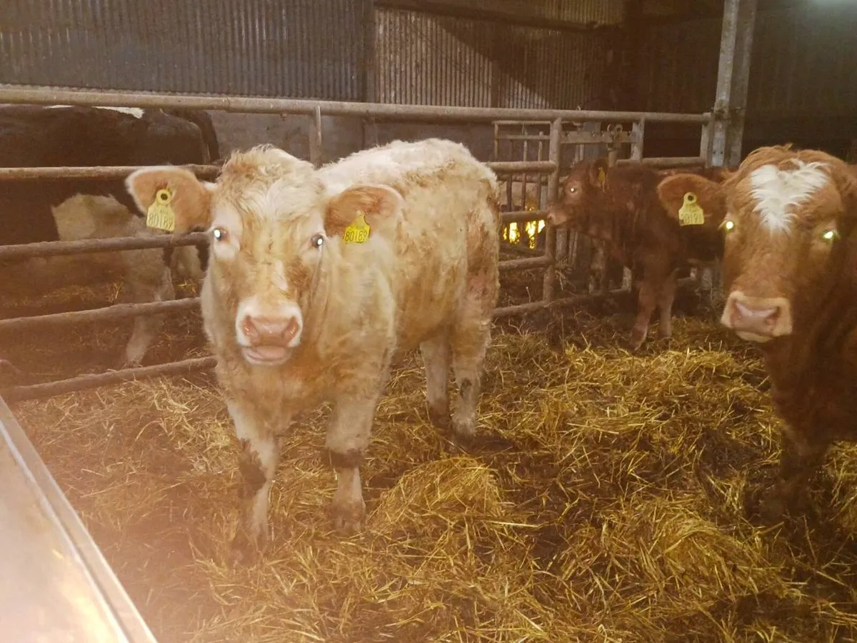 Organic cattle - Image 4