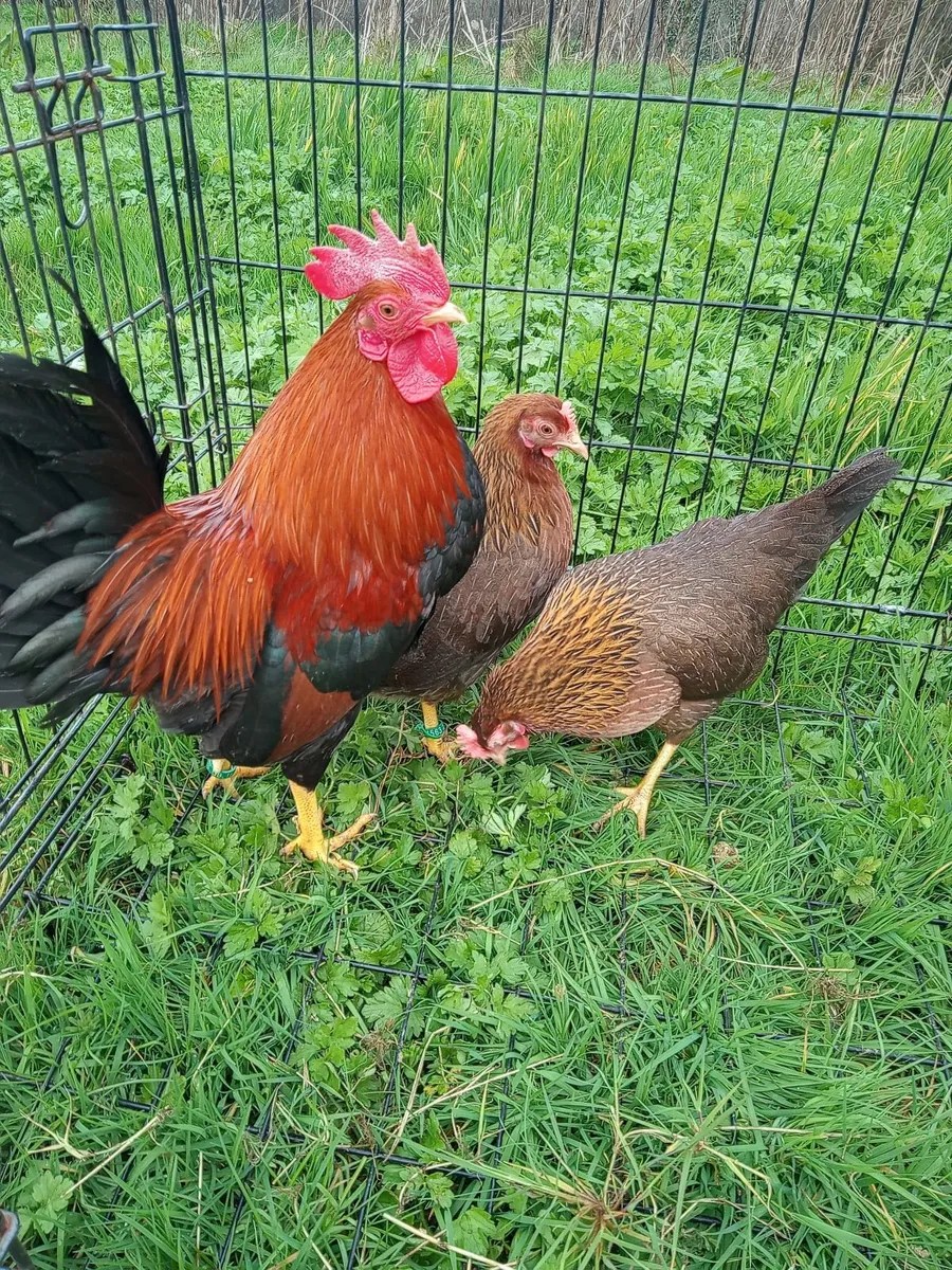 Light Sussex Bantams And Welsumer Bantams. - Image 2