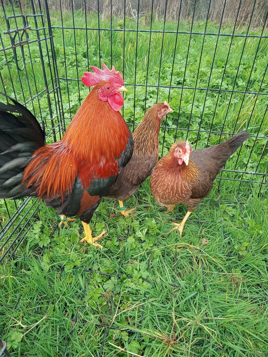 Light Sussex Bantams And Welsumer Bantams. - Image 3