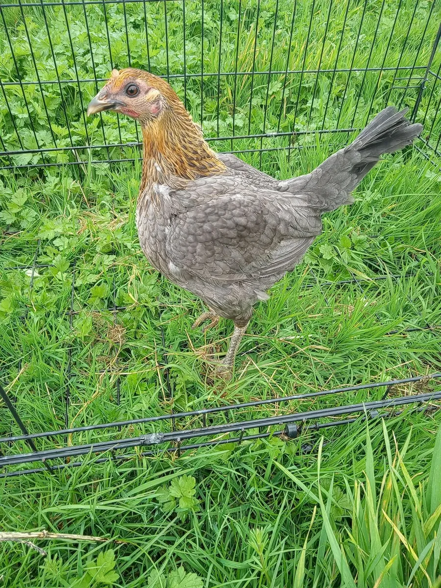 Light Sussex Bantams And Welsumer Bantams. - Image 4