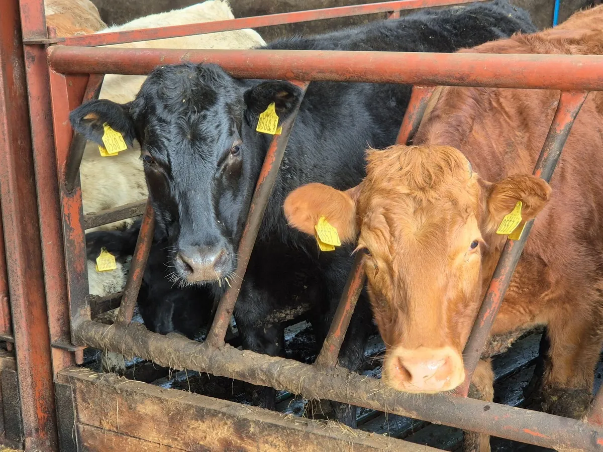 Limousin - breeding heifers - Image 1