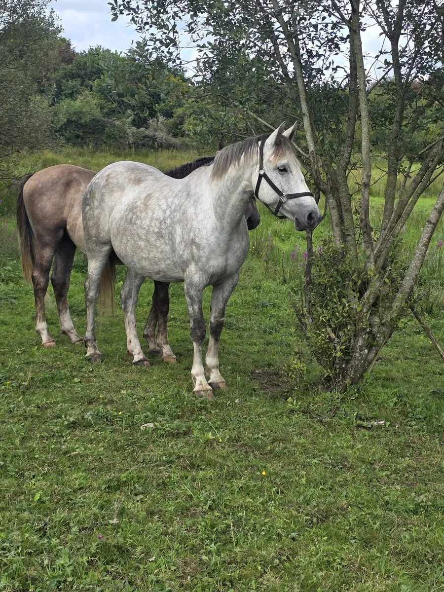 Irish Sport Horse Mare - Image 1